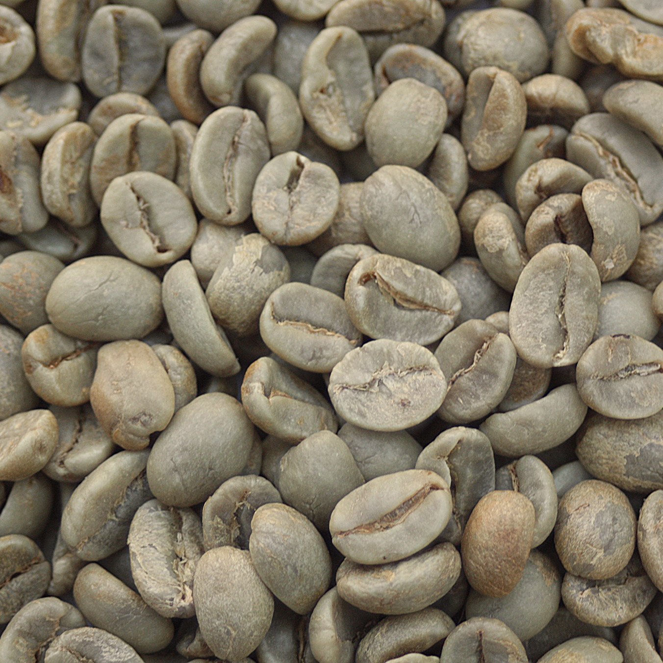 Indian Mysore 'Extra Bold' Nuggets IndMysore