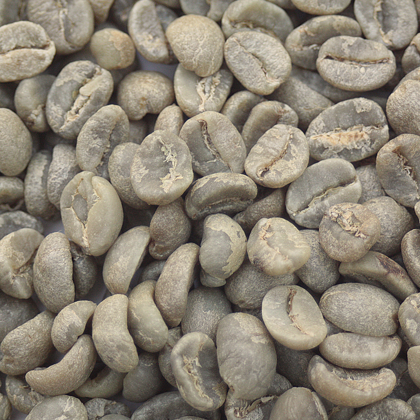 Kenyan AA Select Plus