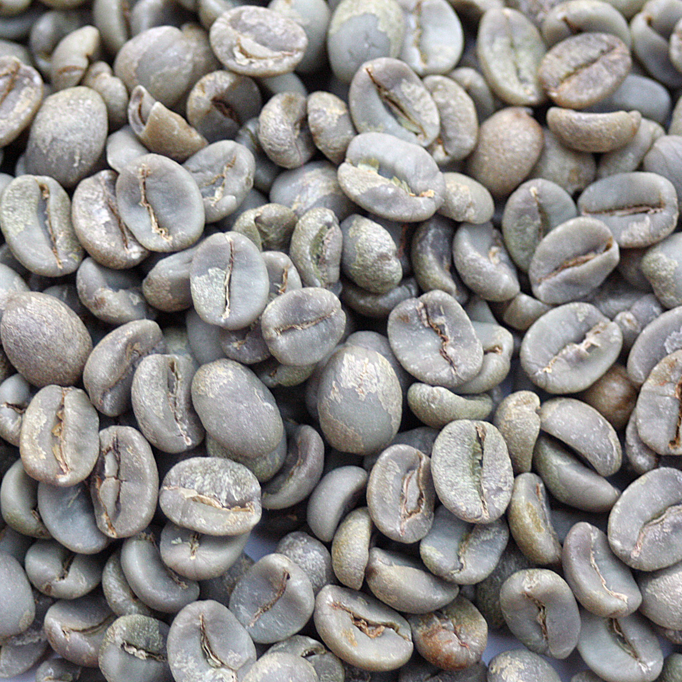 Brazil Sweet Blue Daterra Estate Copy DATBLUE