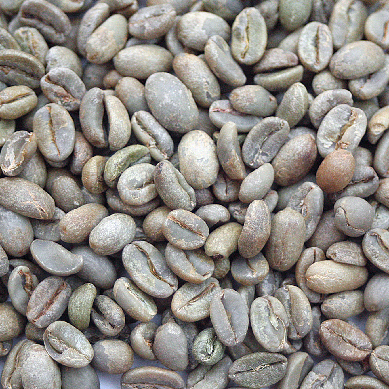Ethiopian Harar - Longberry ETHHARLONG