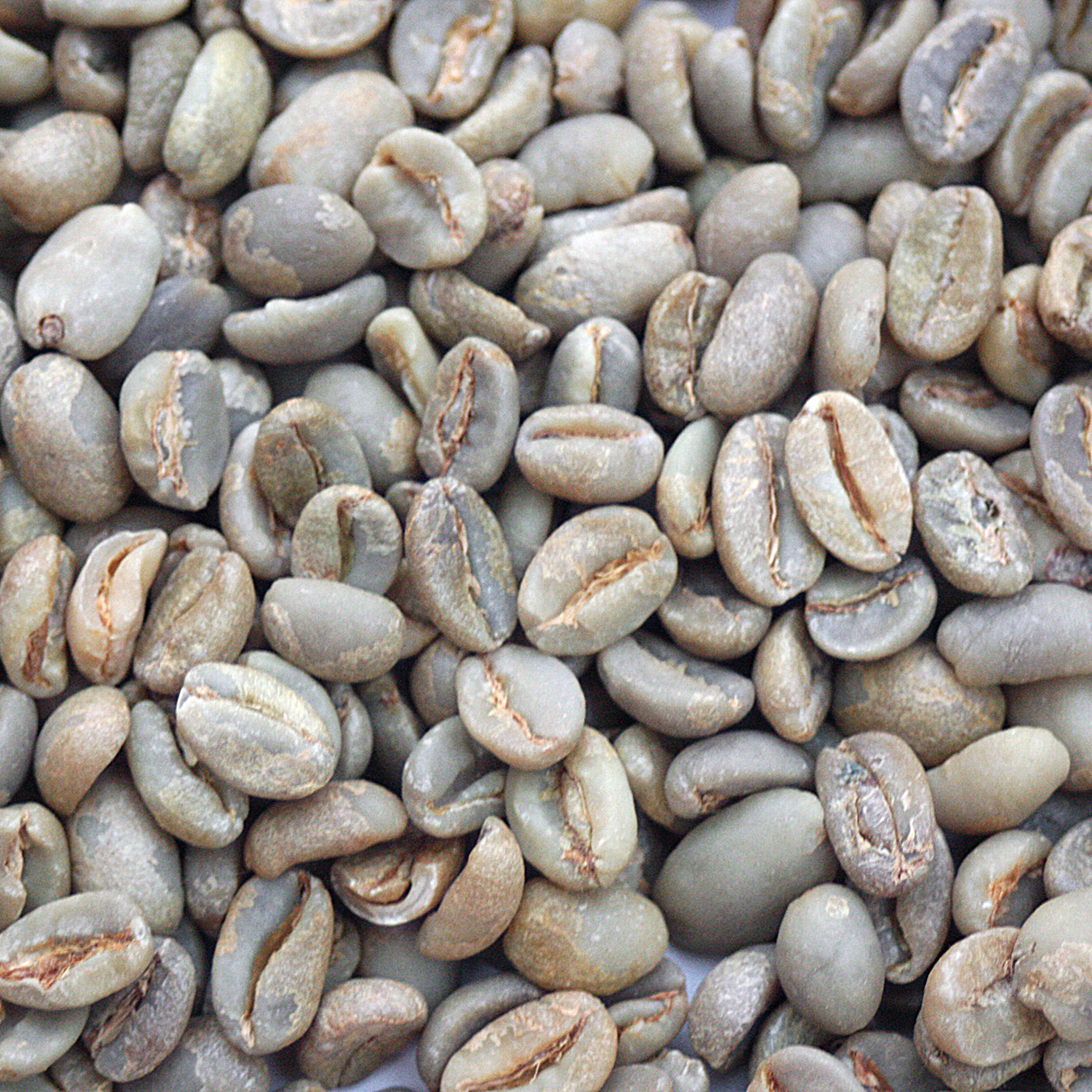 Ethiopian Queen City Harrar Coffee Bean Corral