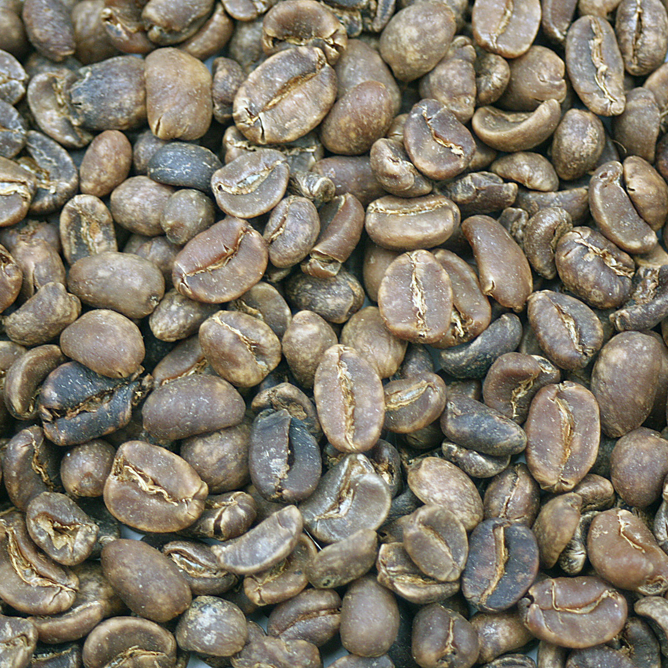 sumatra coffee beans sumatra coffee beans