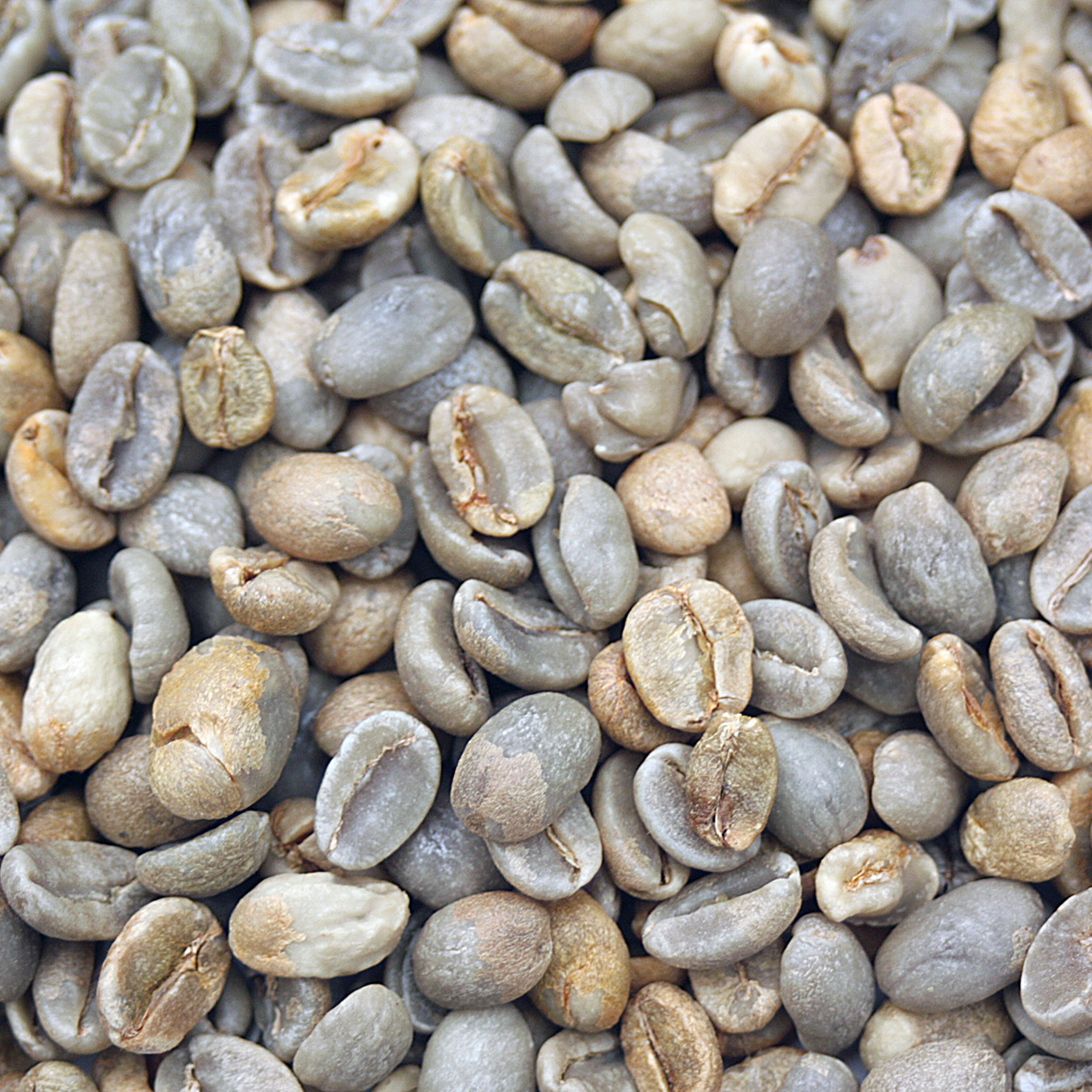 True Mocca Java CBC Blend