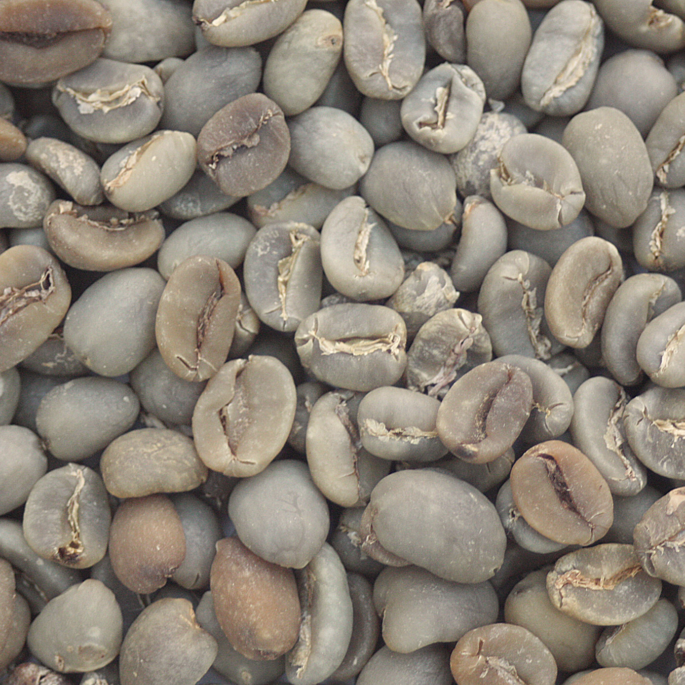 Bali Blue Moon -Organic RFA BaliBeans