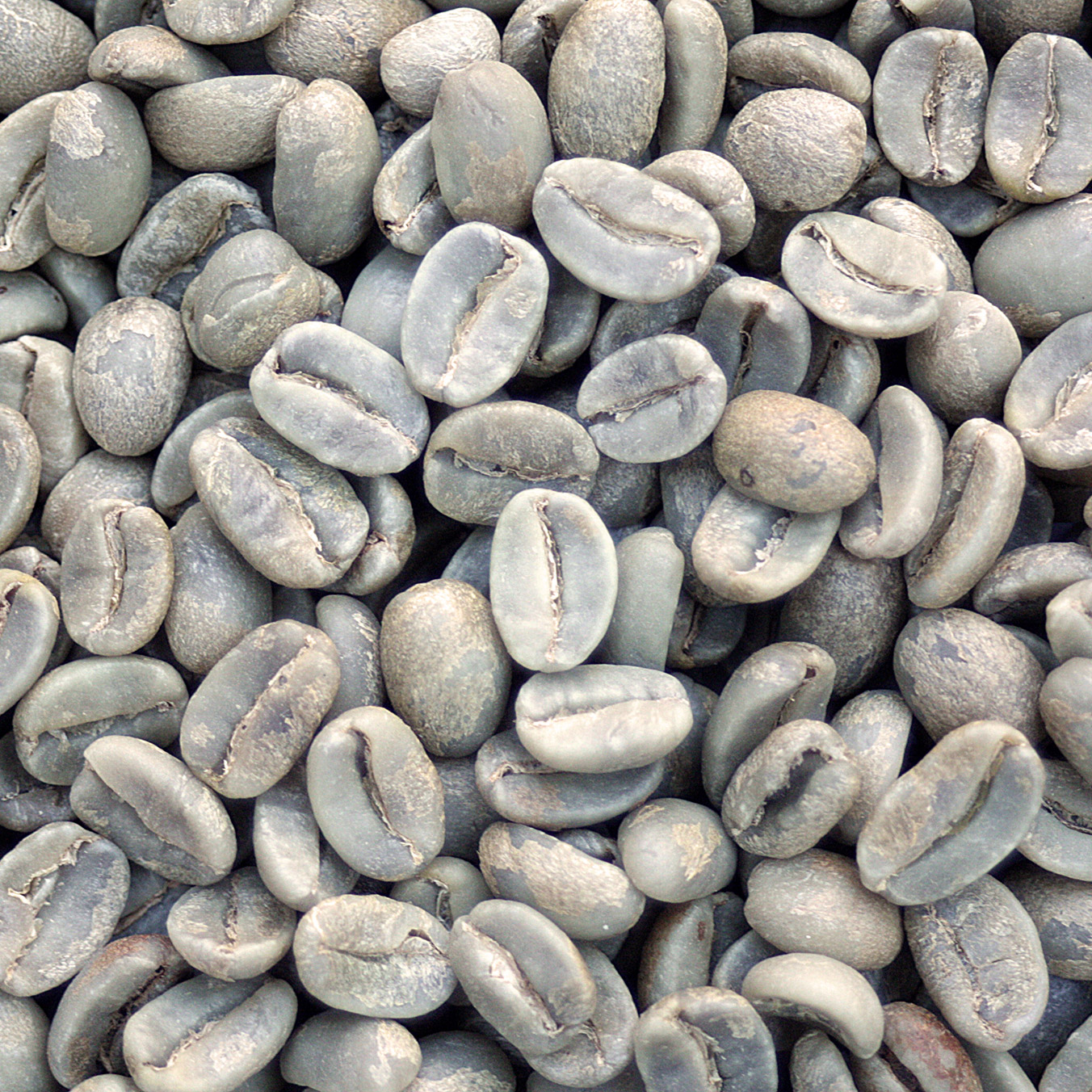 Bolivian Organic - Colonial Caranavi FT BOLOCOL