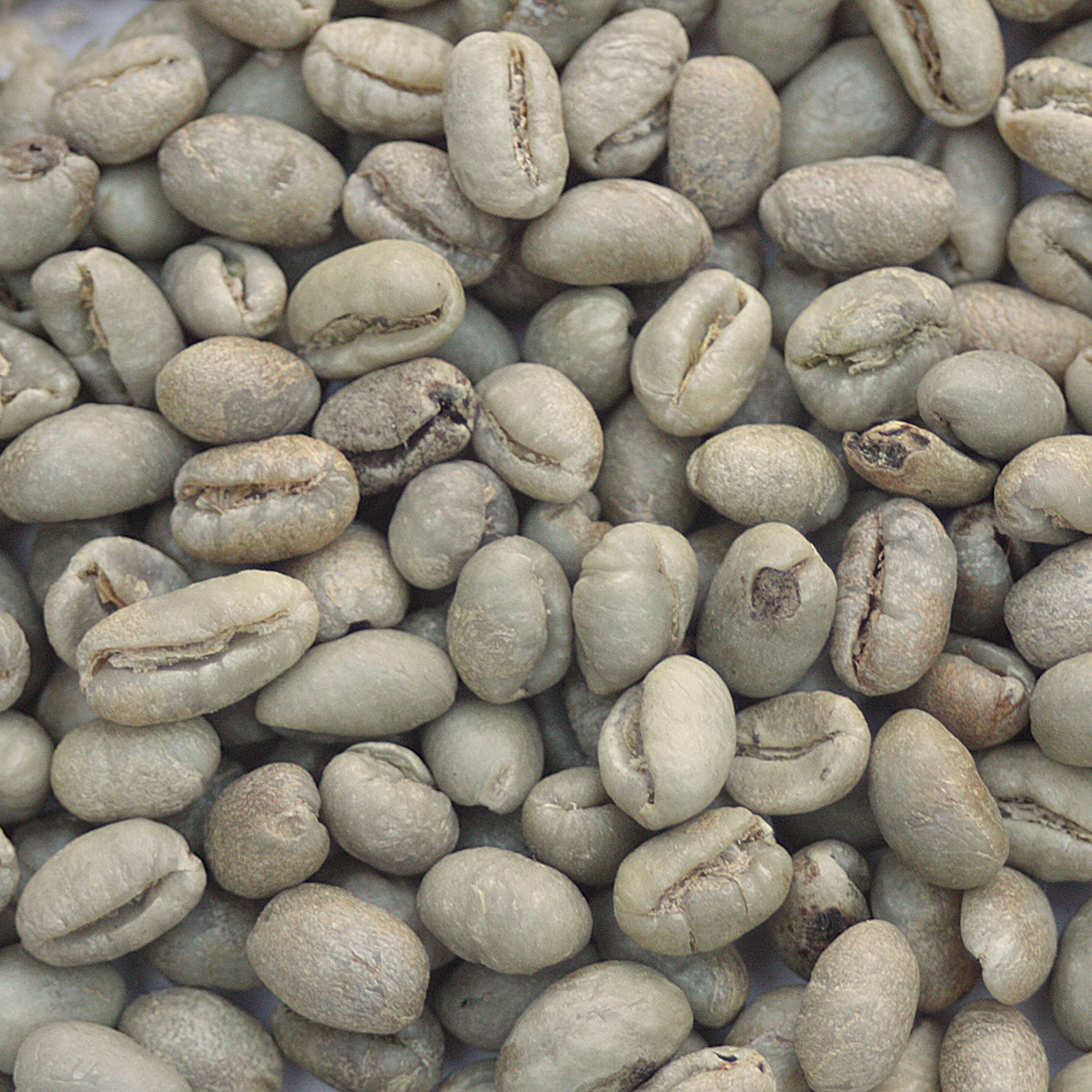 Dominican Republic Organic Peaberry coffee bean DOMRAMZPEAORG